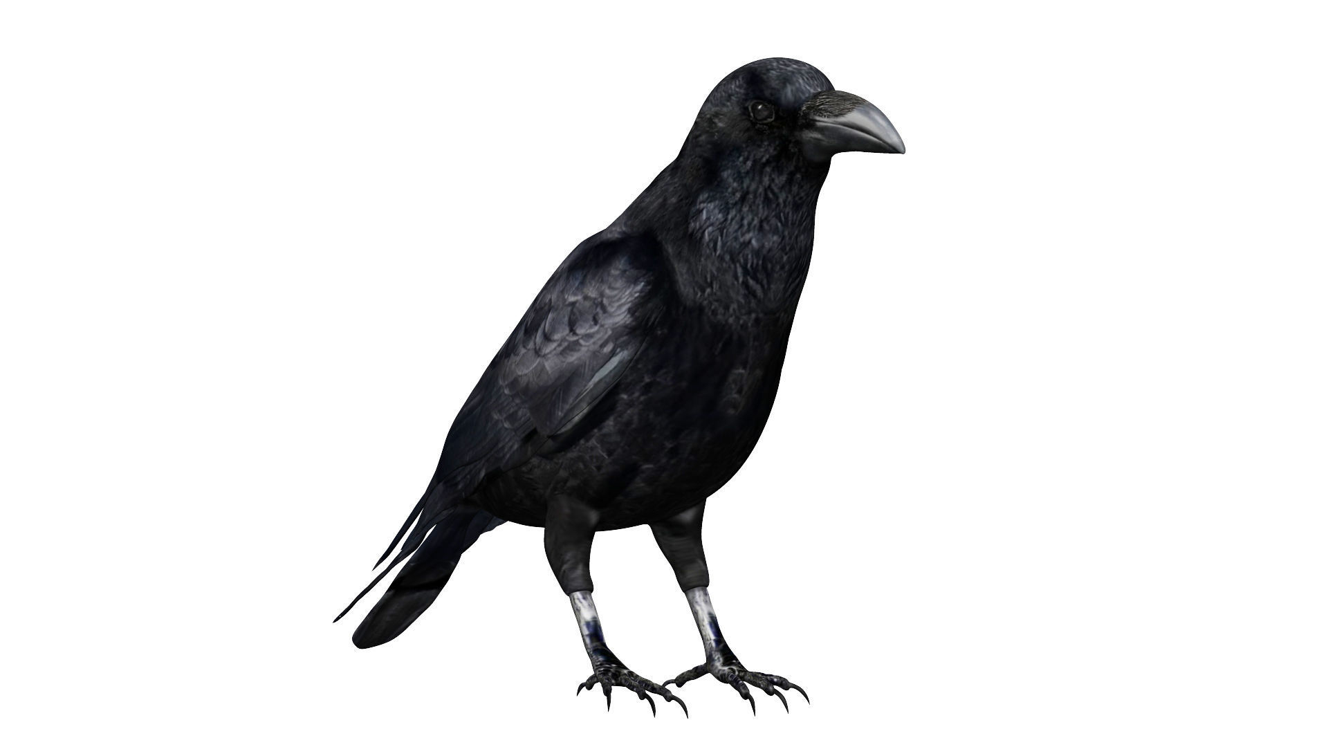 Raven Low-poly 3D model_2