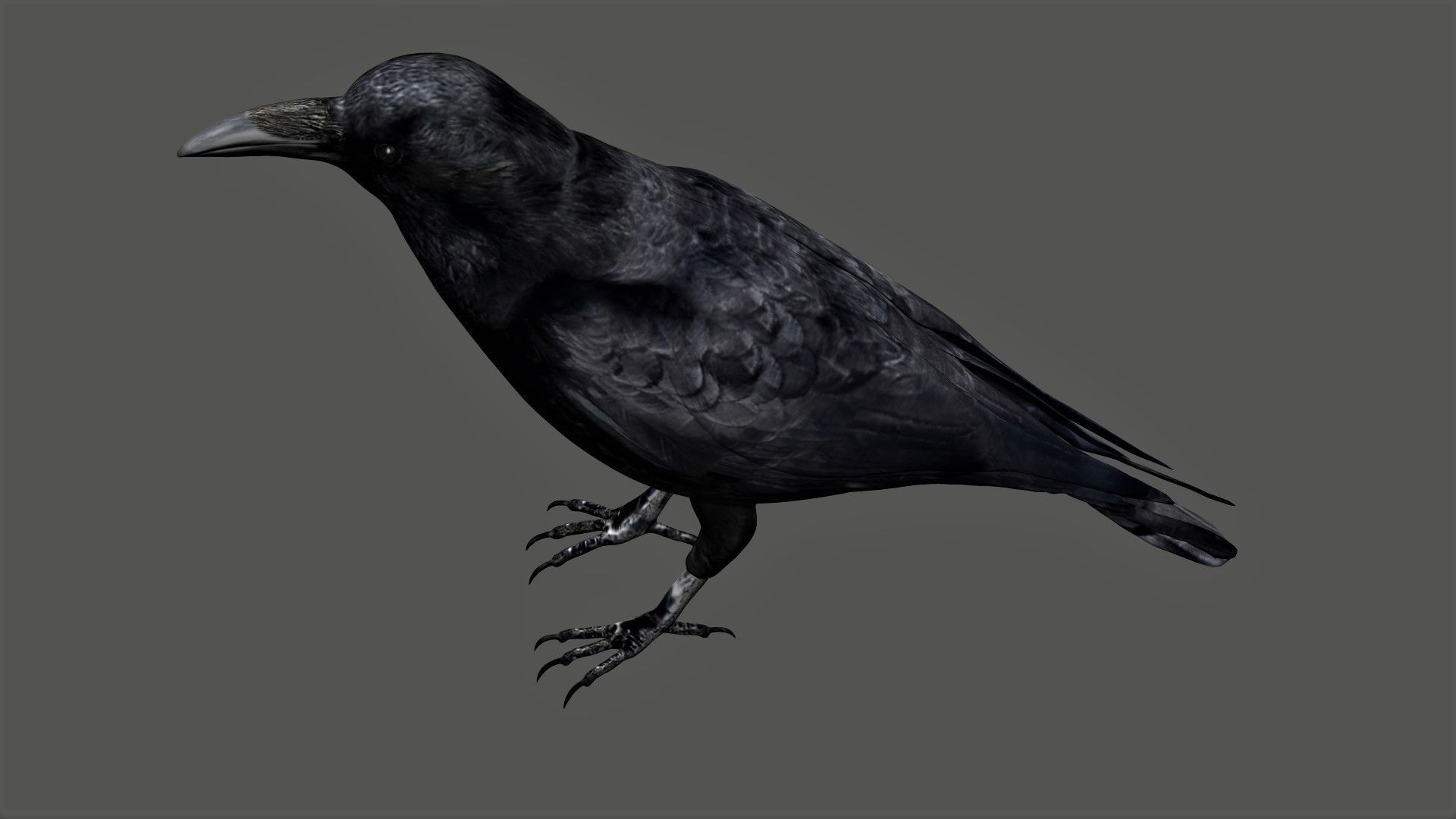 Raven Low-poly 3D model_3