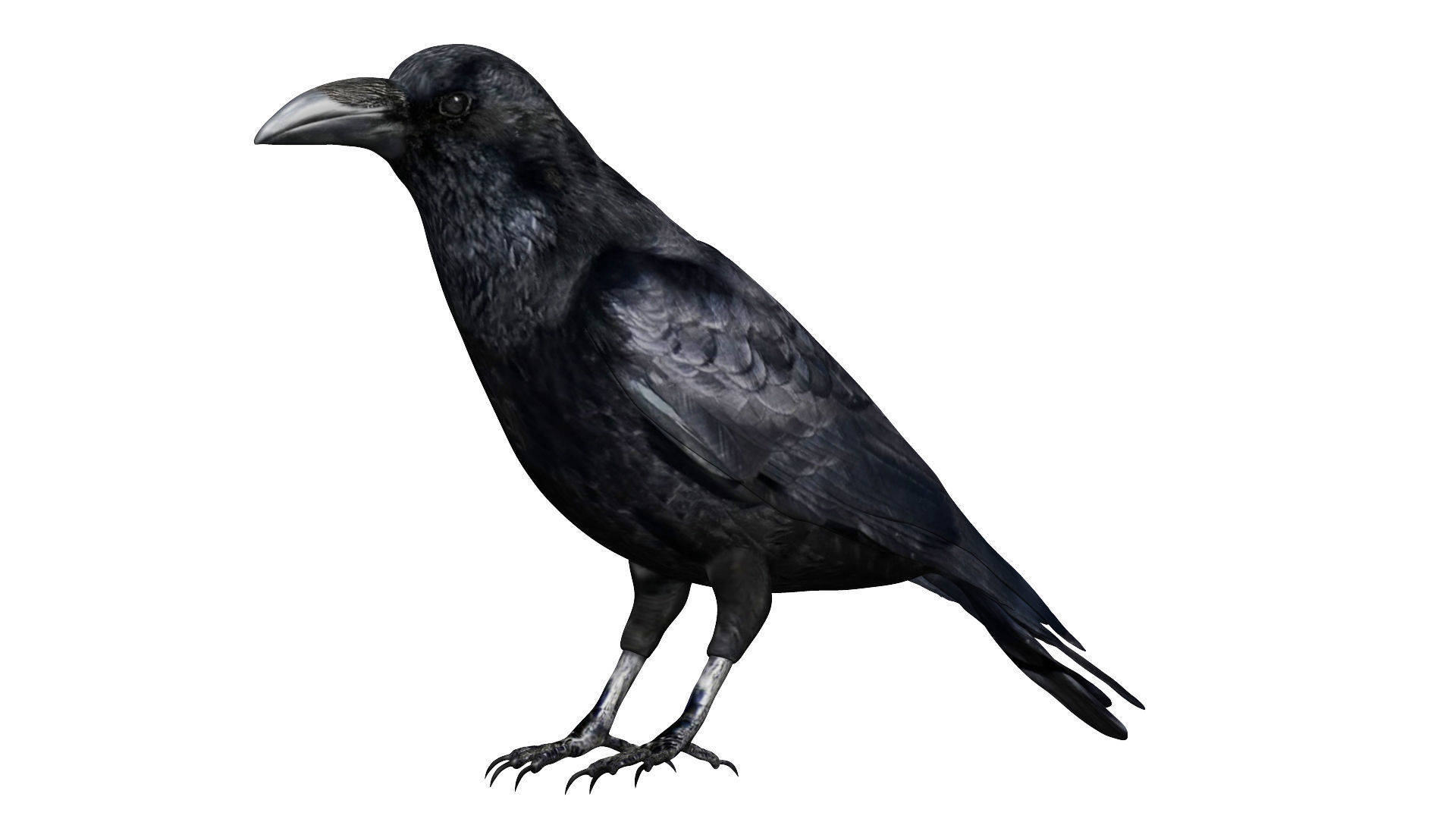 Raven Low-poly 3D model_1