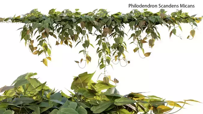 Philodendron Scandens Micans