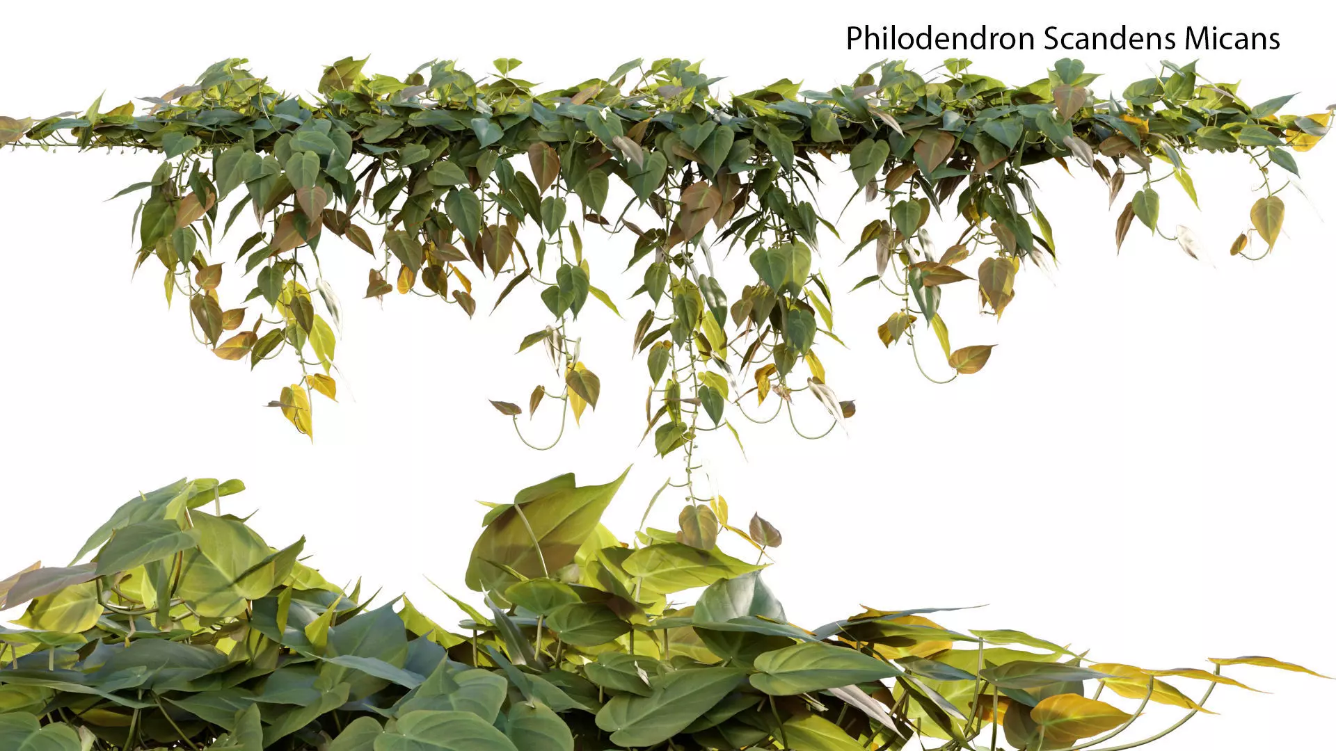 Philodendron Scandens Micans 3D model