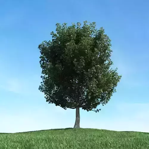 Tree In Green Grass Field
