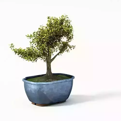 Tree Potted Plant