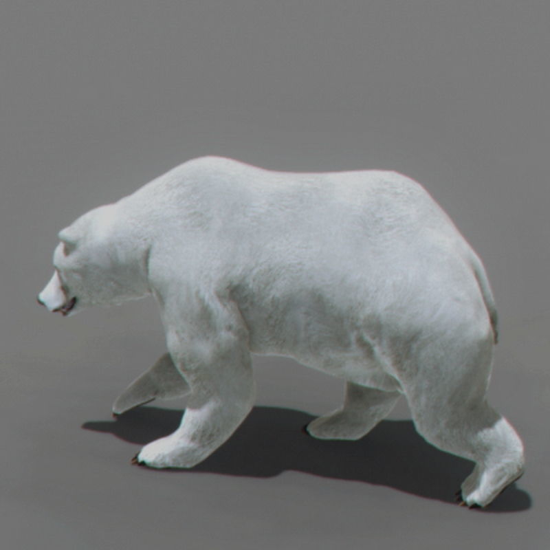 Pack - Bears Animated 3D model_17