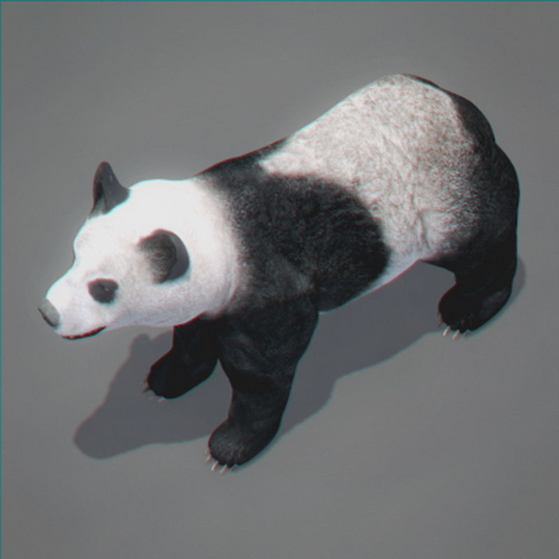 Pack - Bears Animated 3D model_11