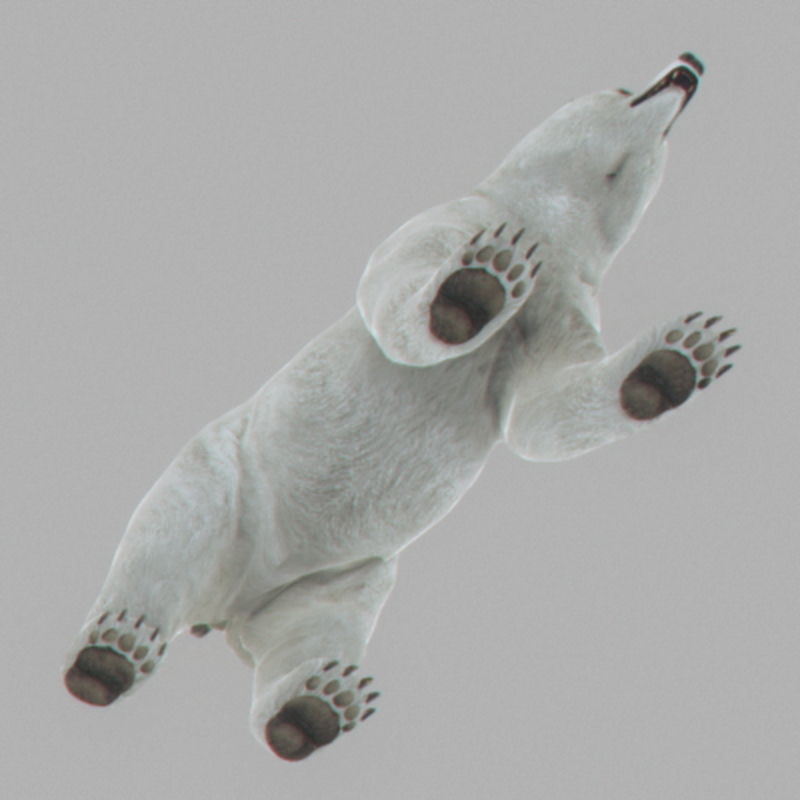 Pack - Bears Animated 3D model_15