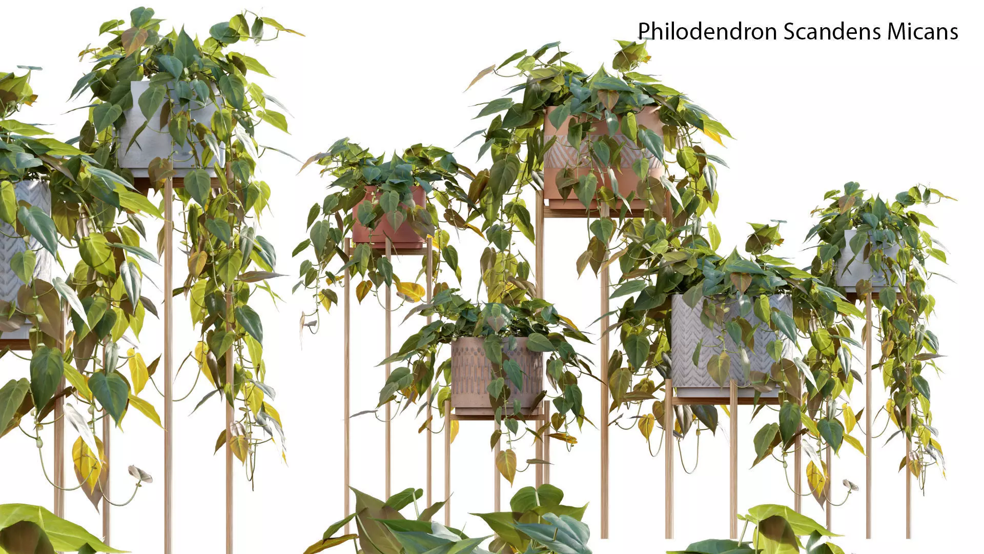 Philodendron Scandens Micans 3D model