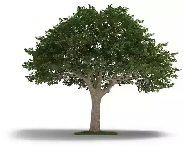 Tree  Neem Tree 3D model