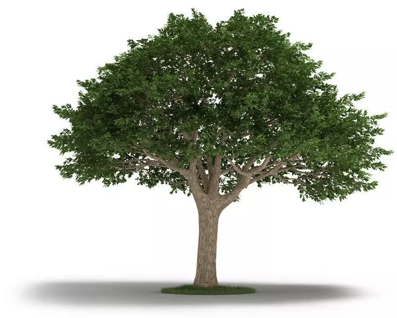 Tree Neem Tree 3D model_0