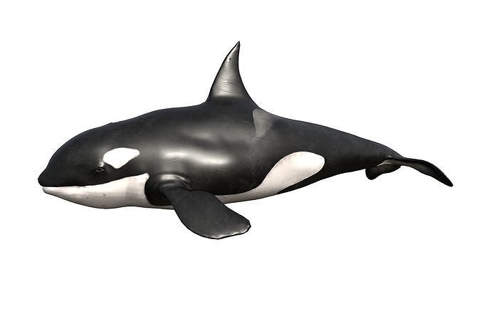 Killer Whale Low-poly 3D model