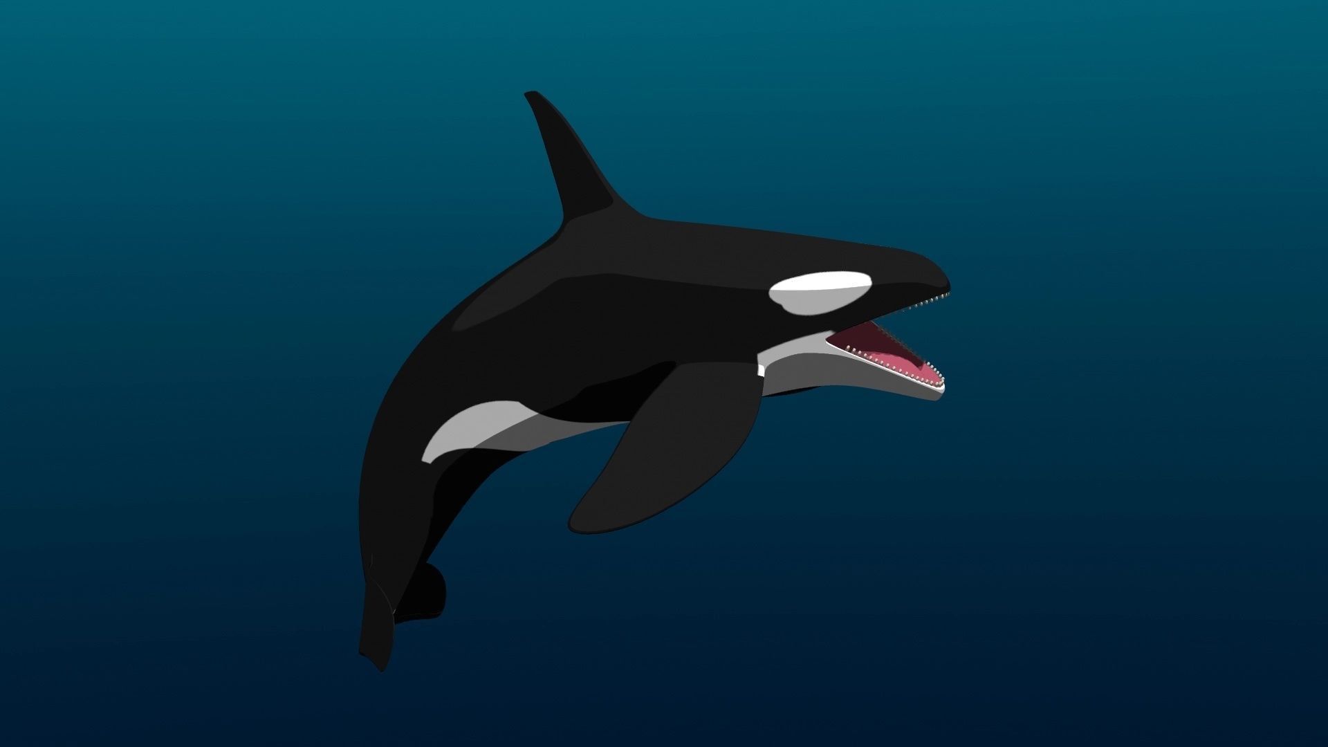 Orca Whale Low-poly 3D model_23