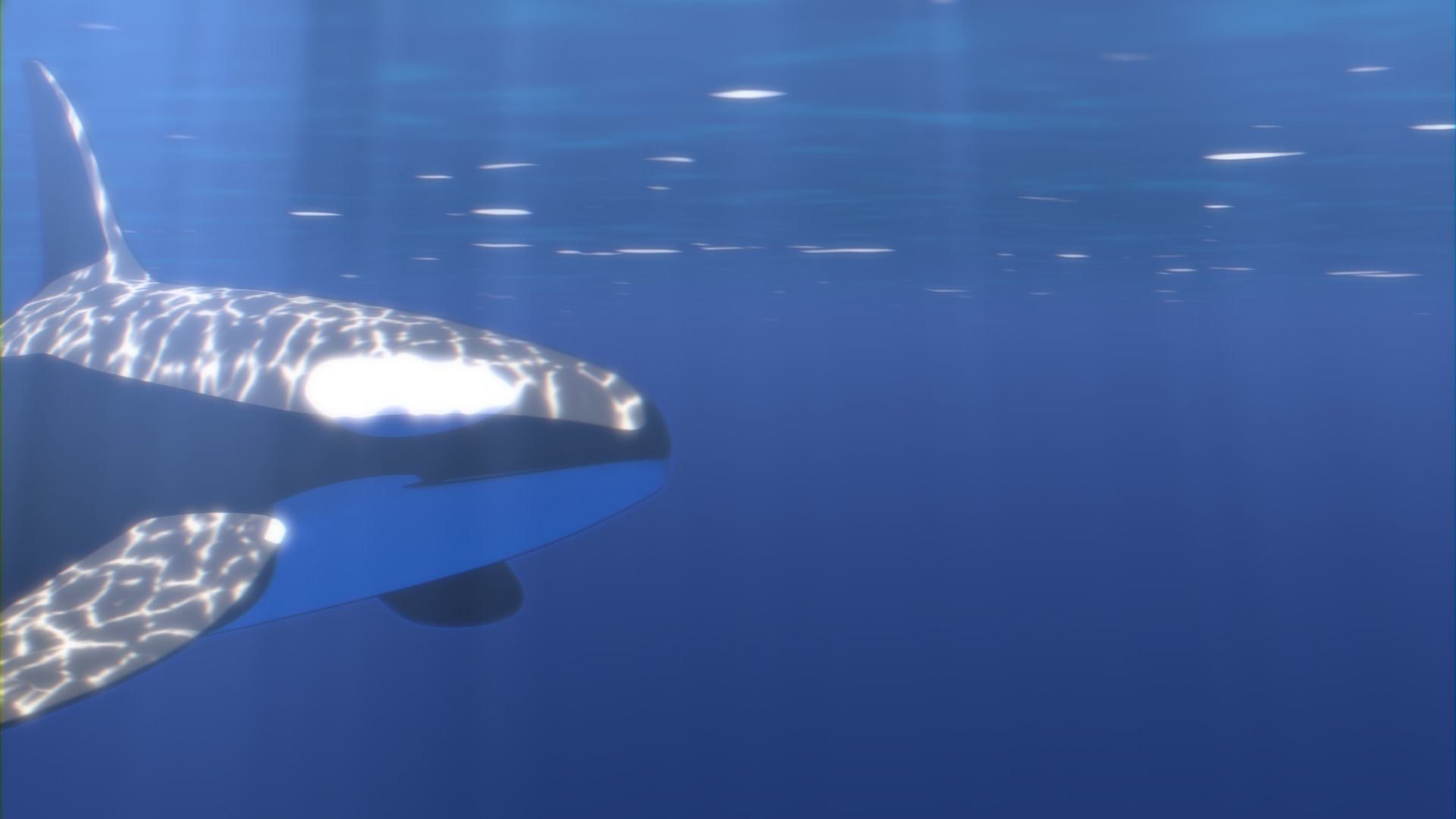 Orca Whale Low-poly 3D model_5