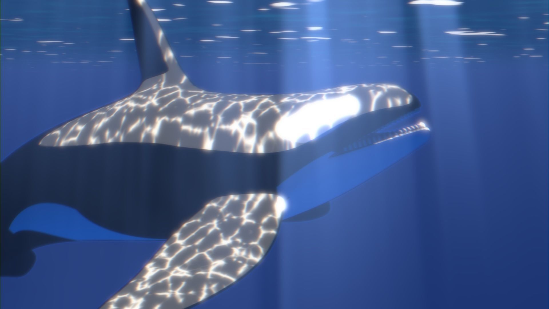 Orca Whale Low-poly 3D model_6