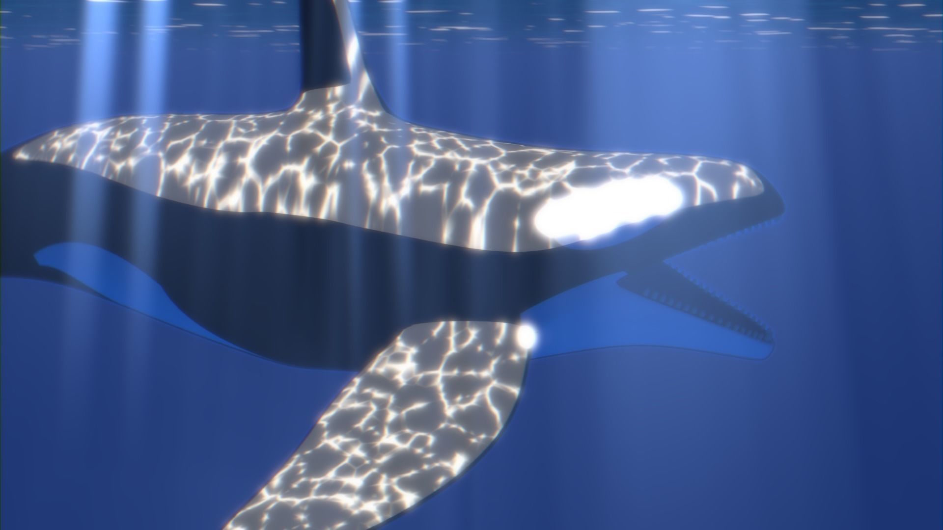 Orca Whale Low-poly 3D model_7