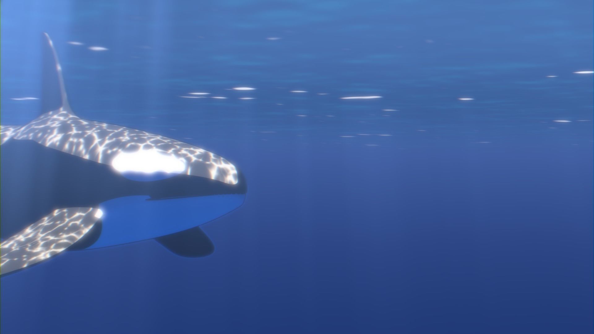 Orca Whale Low-poly 3D model_4