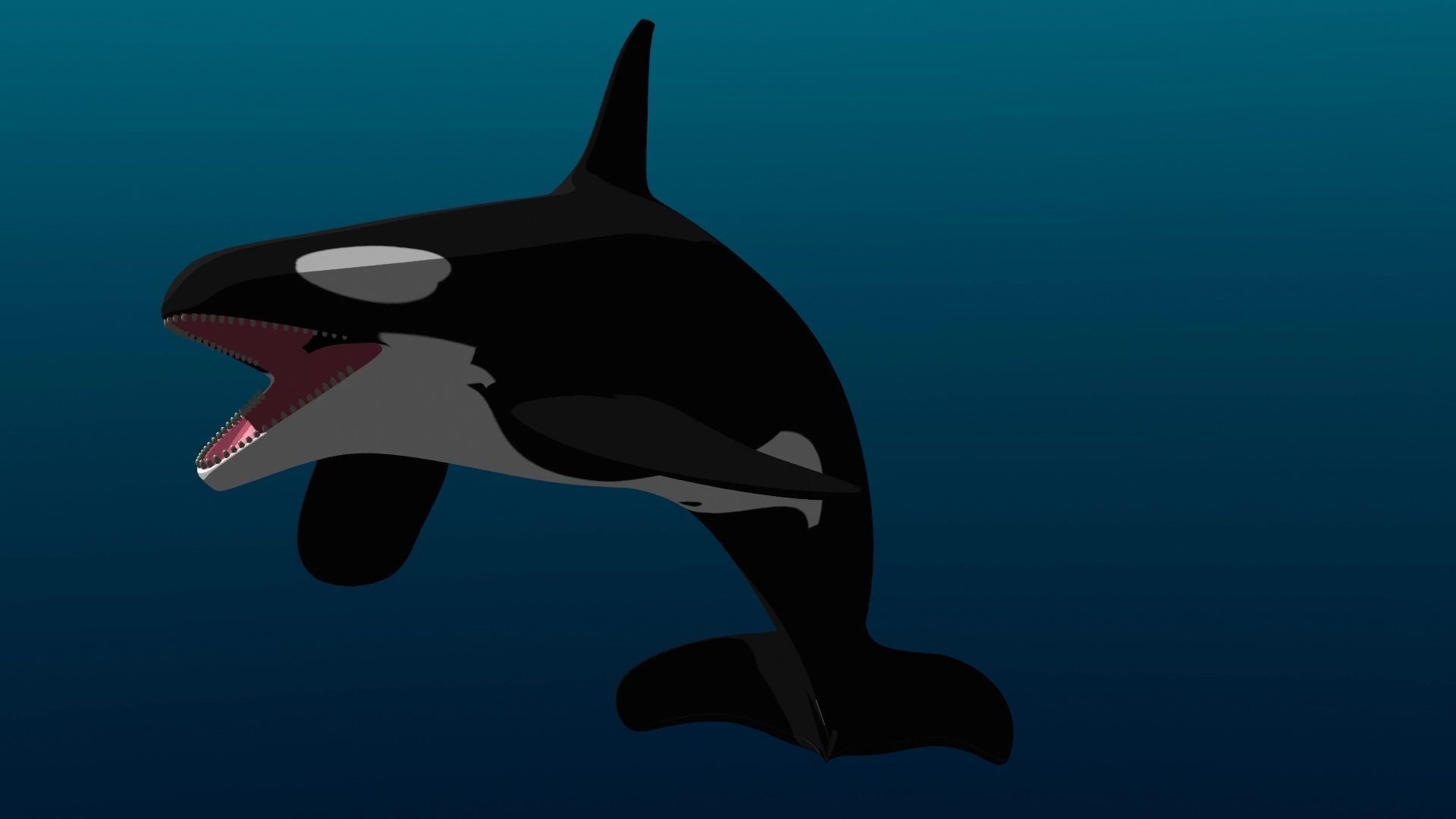 Orca Whale Low-poly 3D model_26