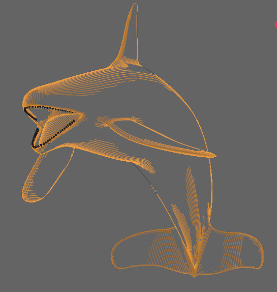 Orca Whale Low-poly 3D model_17