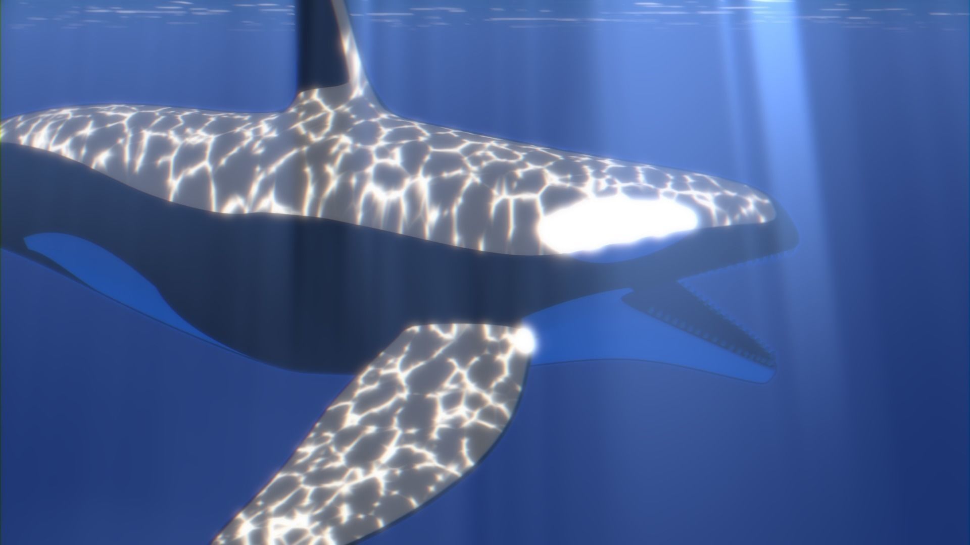 Orca Whale Low-poly 3D model_8
