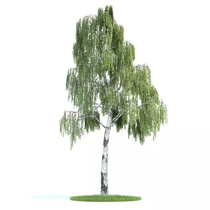 Tree Betula Plant 3D model_0