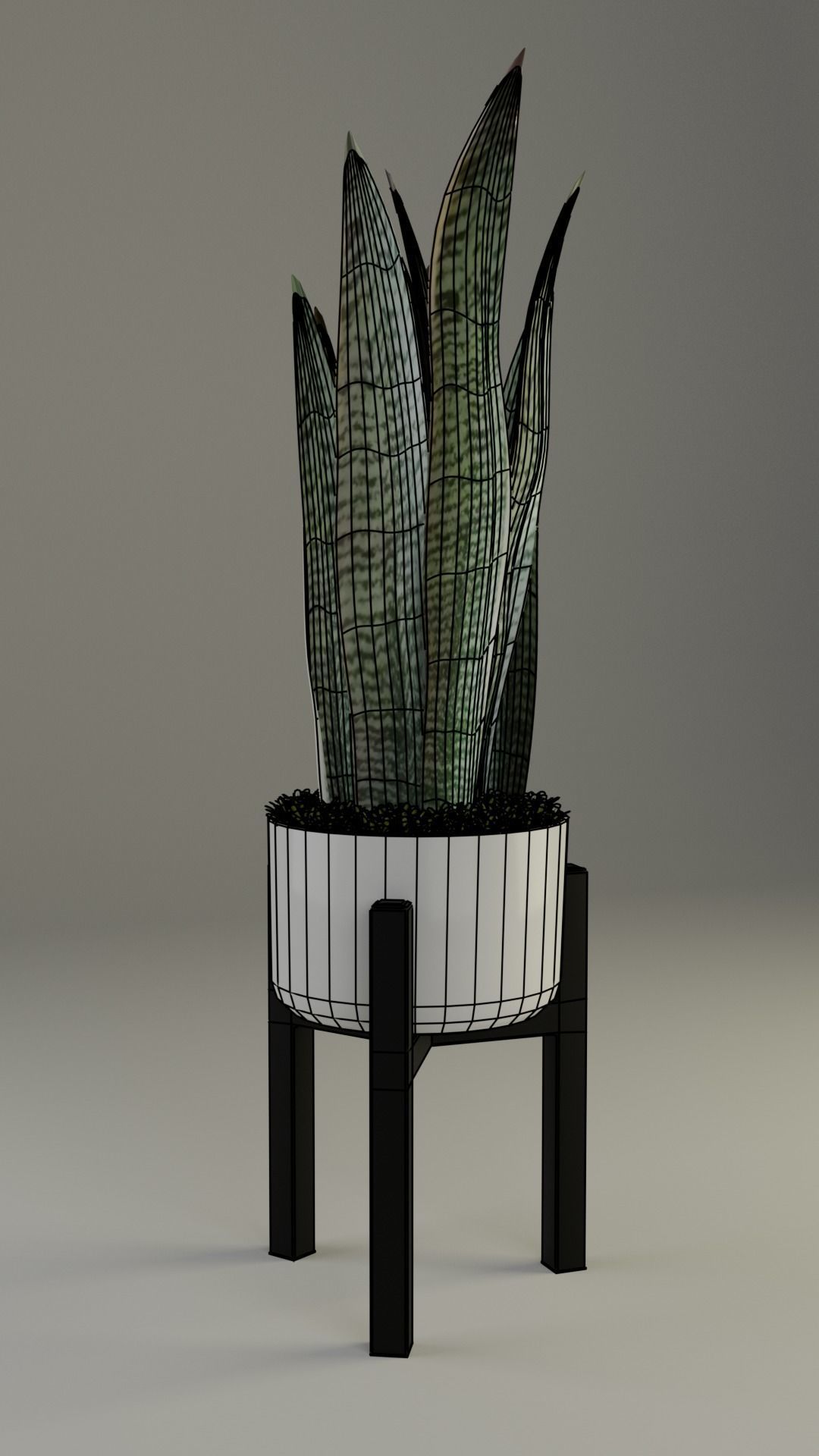 Snake Plant in pot 3D model_4