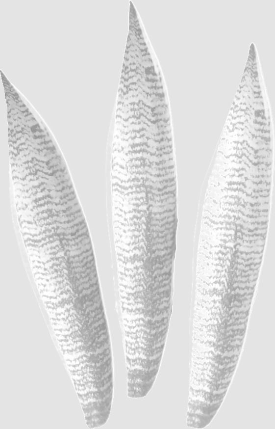 Snake Plant in pot 3D model_7