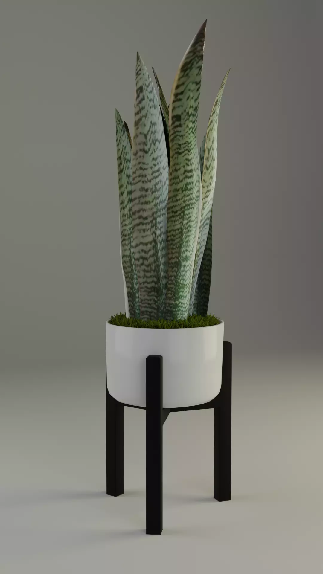 Snake Plant in pot 3D model_0