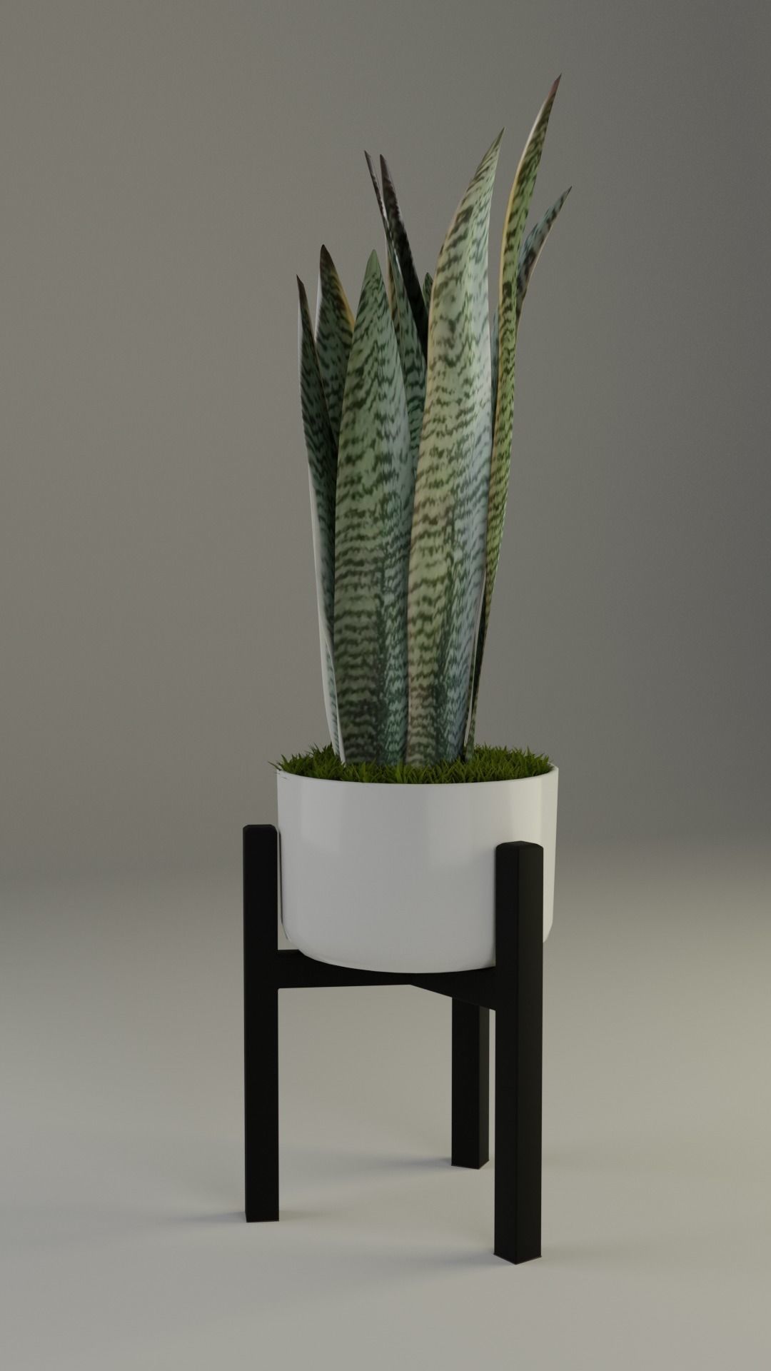 Snake Plant in pot 3D model_3
