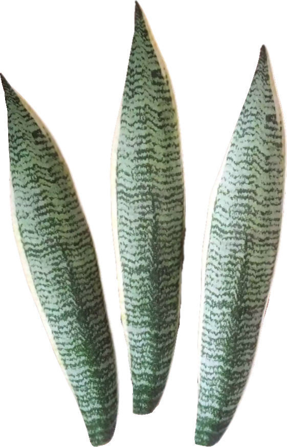 Snake Plant in pot 3D model_6