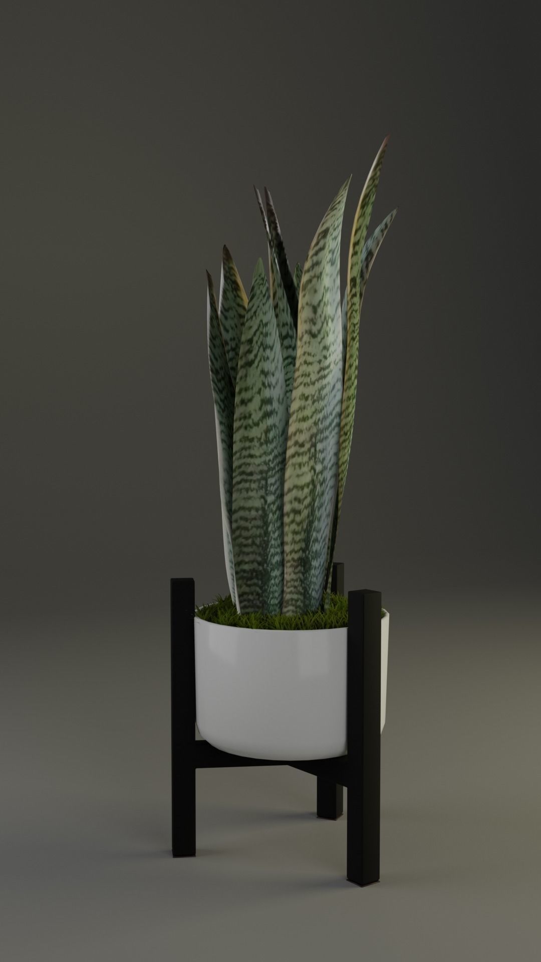 Snake Plant in pot 3D model_5