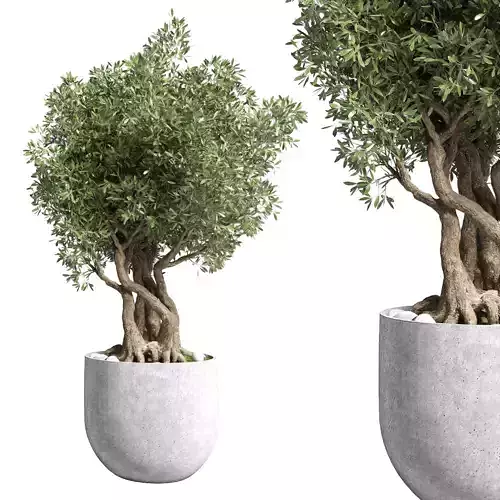 Outdoor plant 42 pot tree  concrete vase
