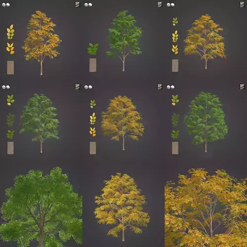 2021 PBR Kentucky Coffee Tree Collection - Gymnocladus Dioicus 