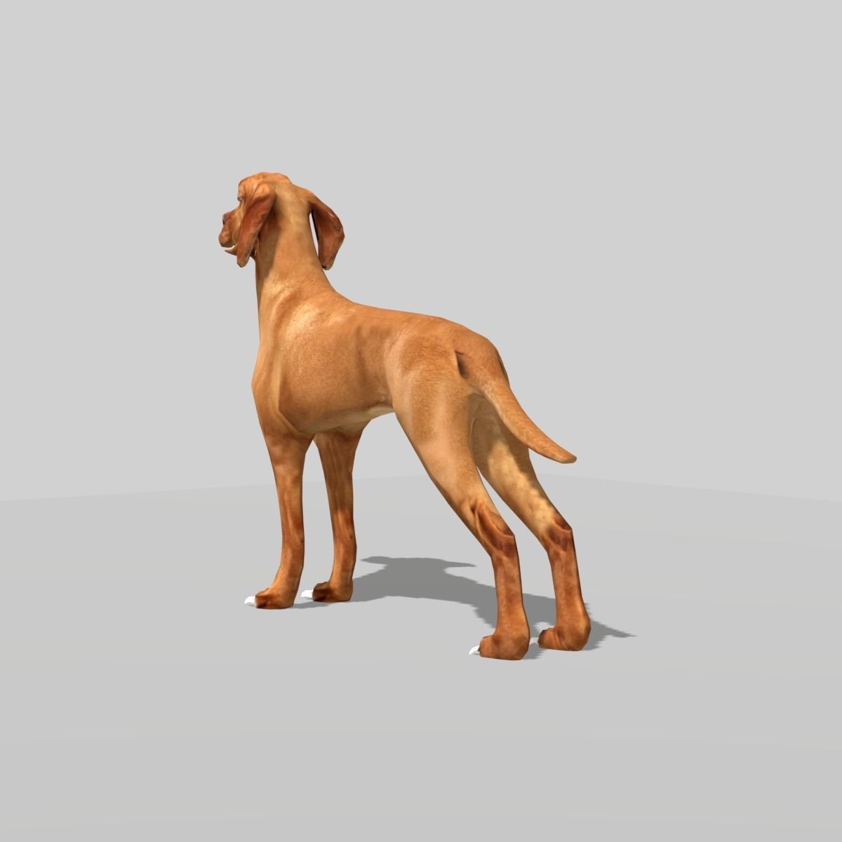 hungarian vizsla dog Low-poly 3D model_6