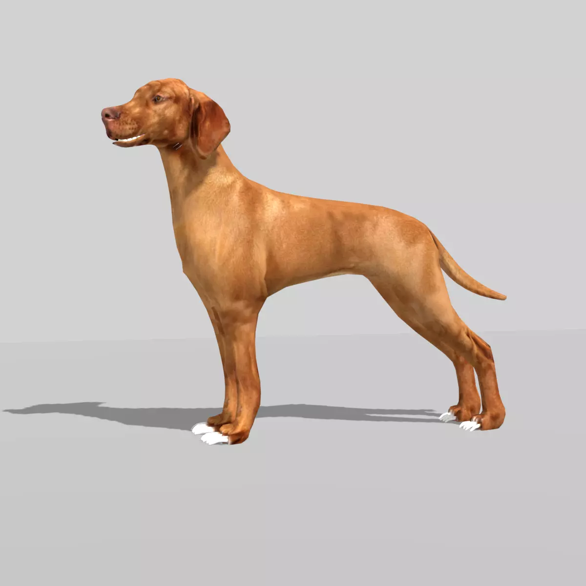 hungarian vizsla dog Low-poly 3D model_0