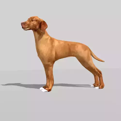 hungarian vizsla dog Low-poly 3D model