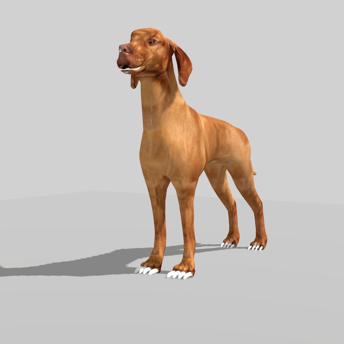 hungarian vizsla dog Low-poly 3D model_2