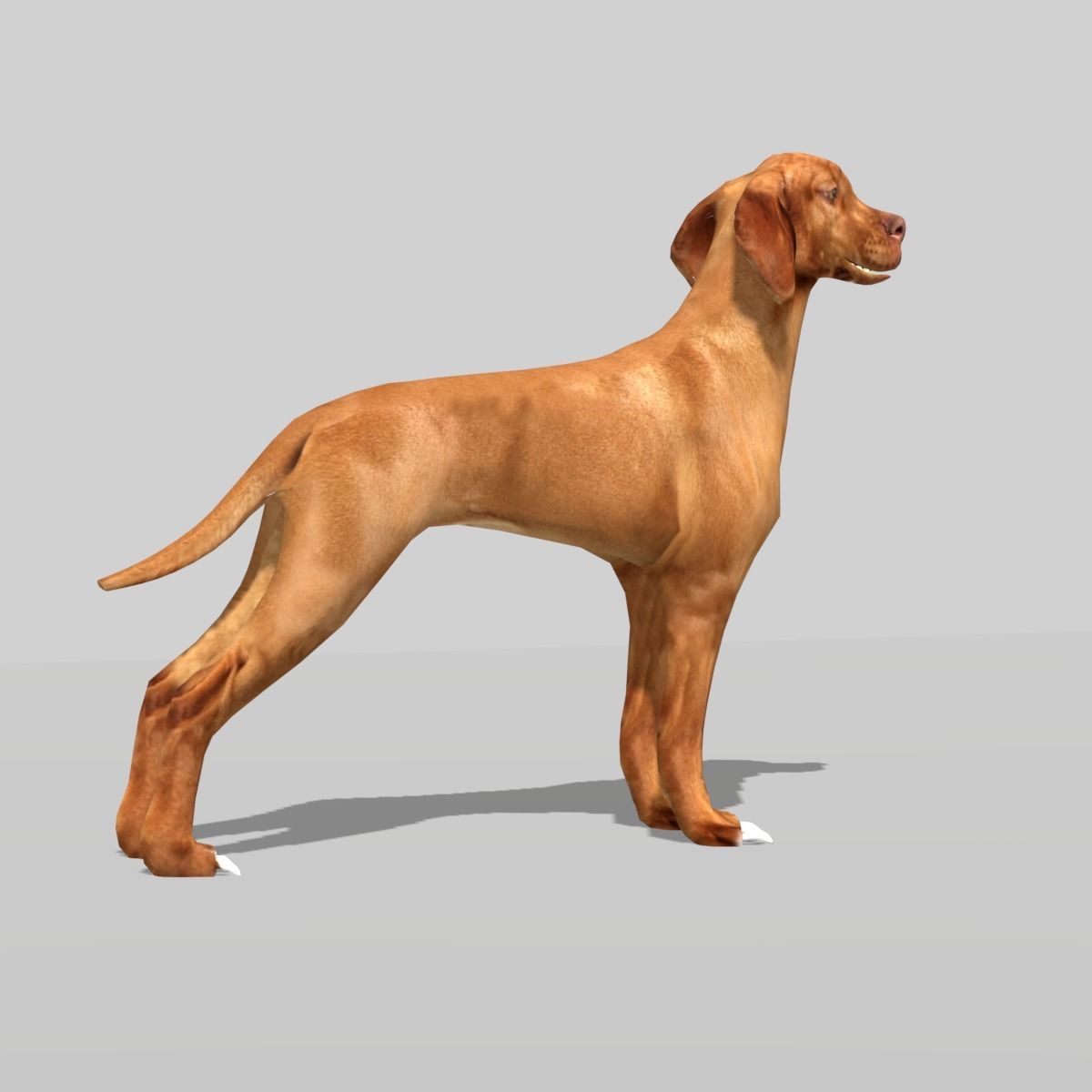hungarian vizsla dog Low-poly 3D model_9