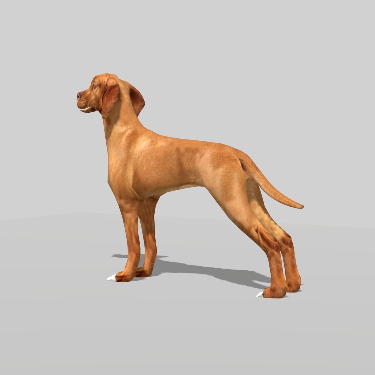 hungarian vizsla dog Low-poly 3D model_3