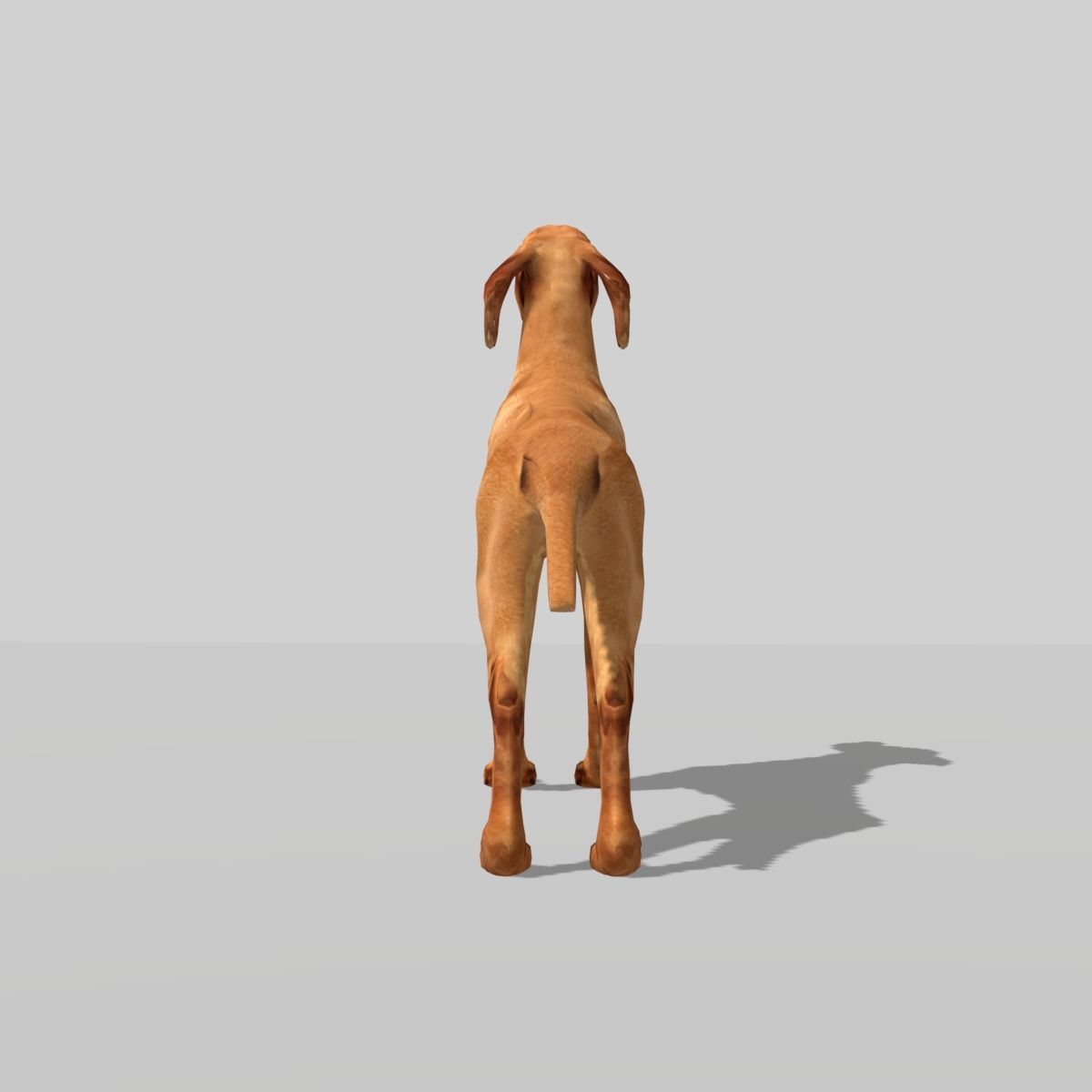 hungarian vizsla dog Low-poly 3D model_7