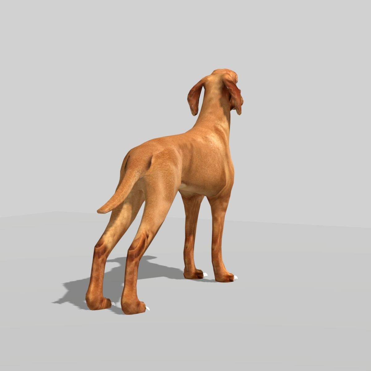 hungarian vizsla dog Low-poly 3D model_8
