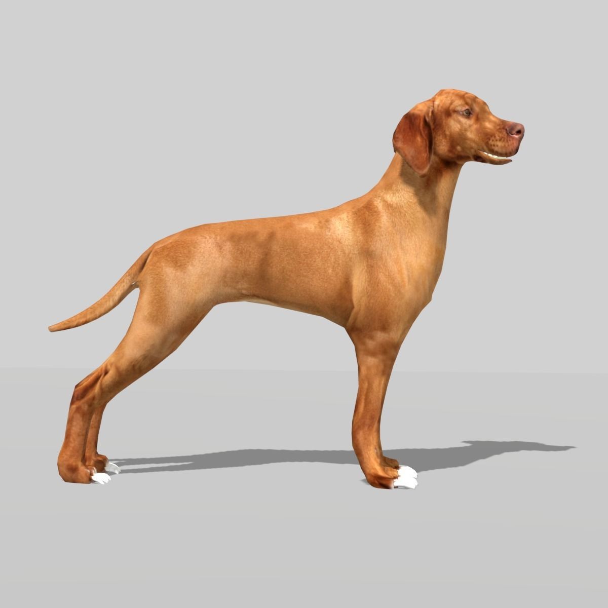 hungarian vizsla dog Low-poly 3D model_10