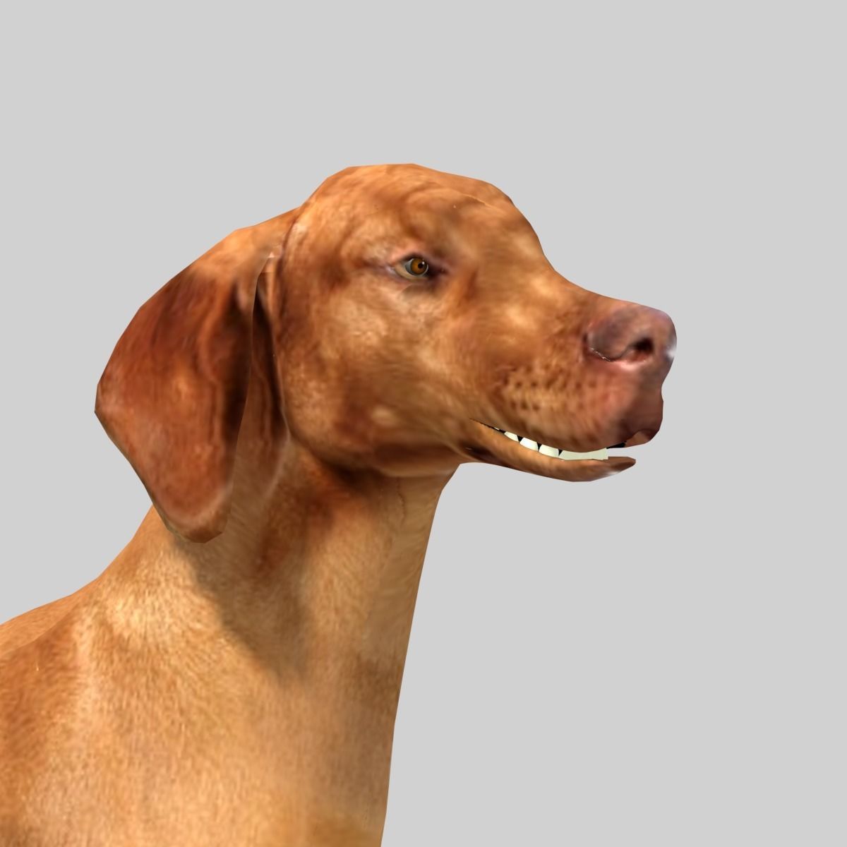 hungarian vizsla dog Low-poly 3D model_1