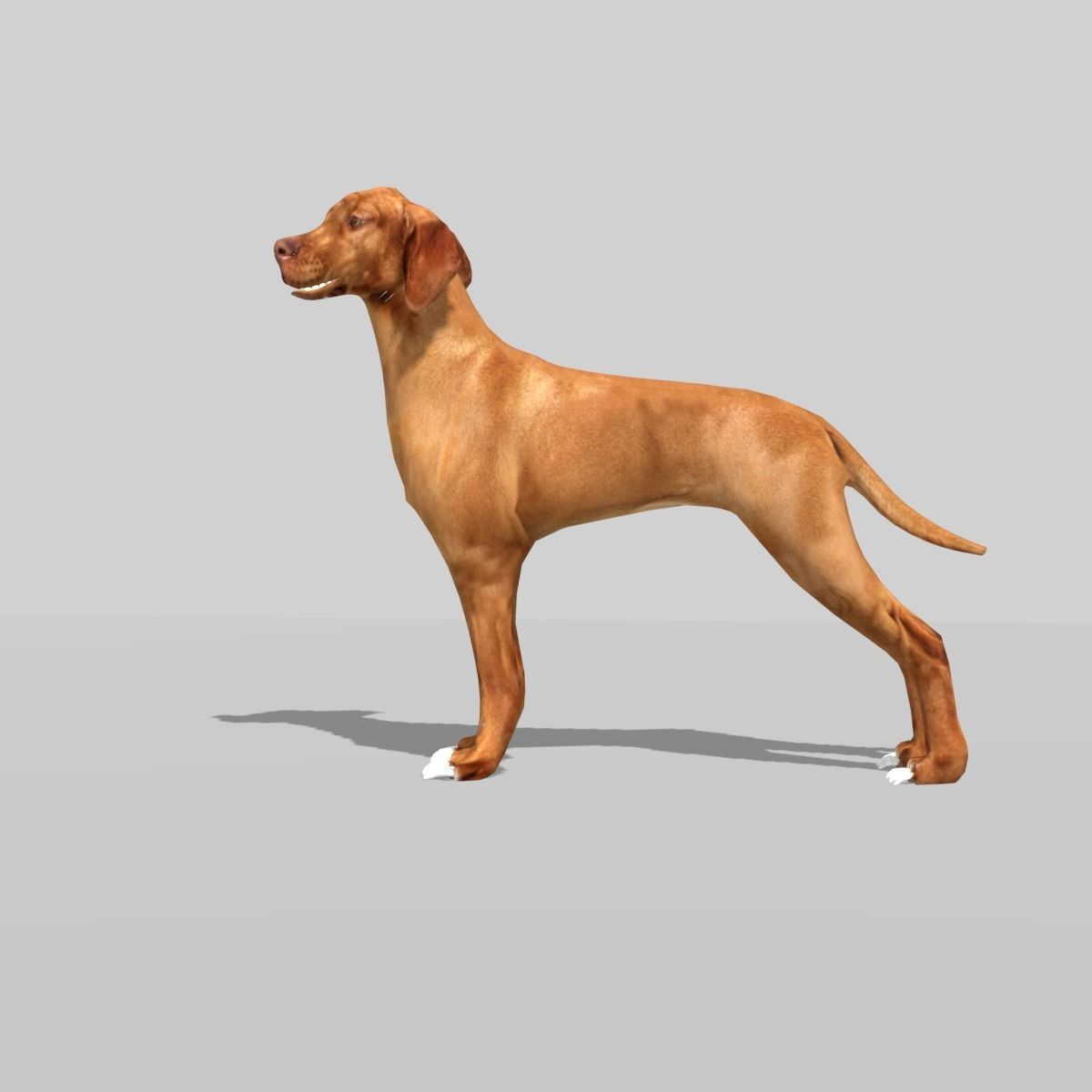 hungarian vizsla dog Low-poly 3D model_5