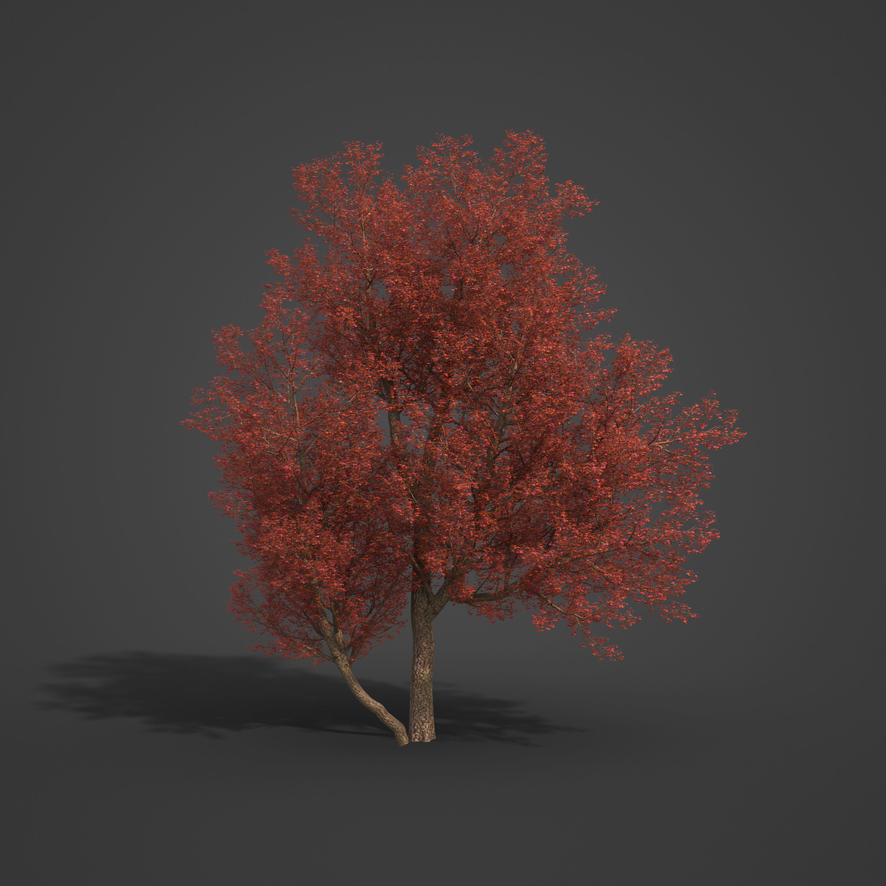 2021 PBR Montpelier Maple Collection - Acer Monspessulanum 3D model_7