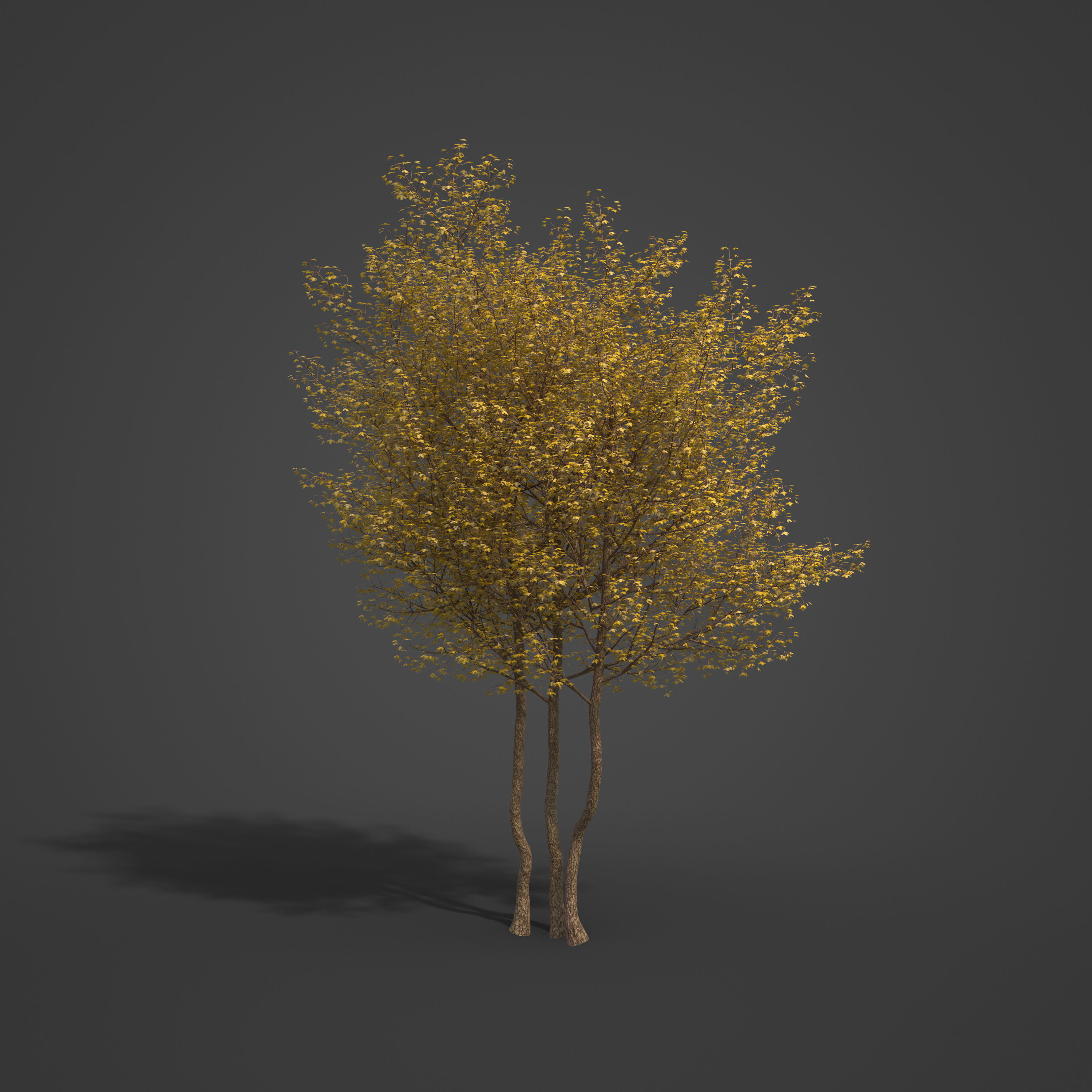 2021 PBR Montpelier Maple Collection - Acer Monspessulanum 3D model_6