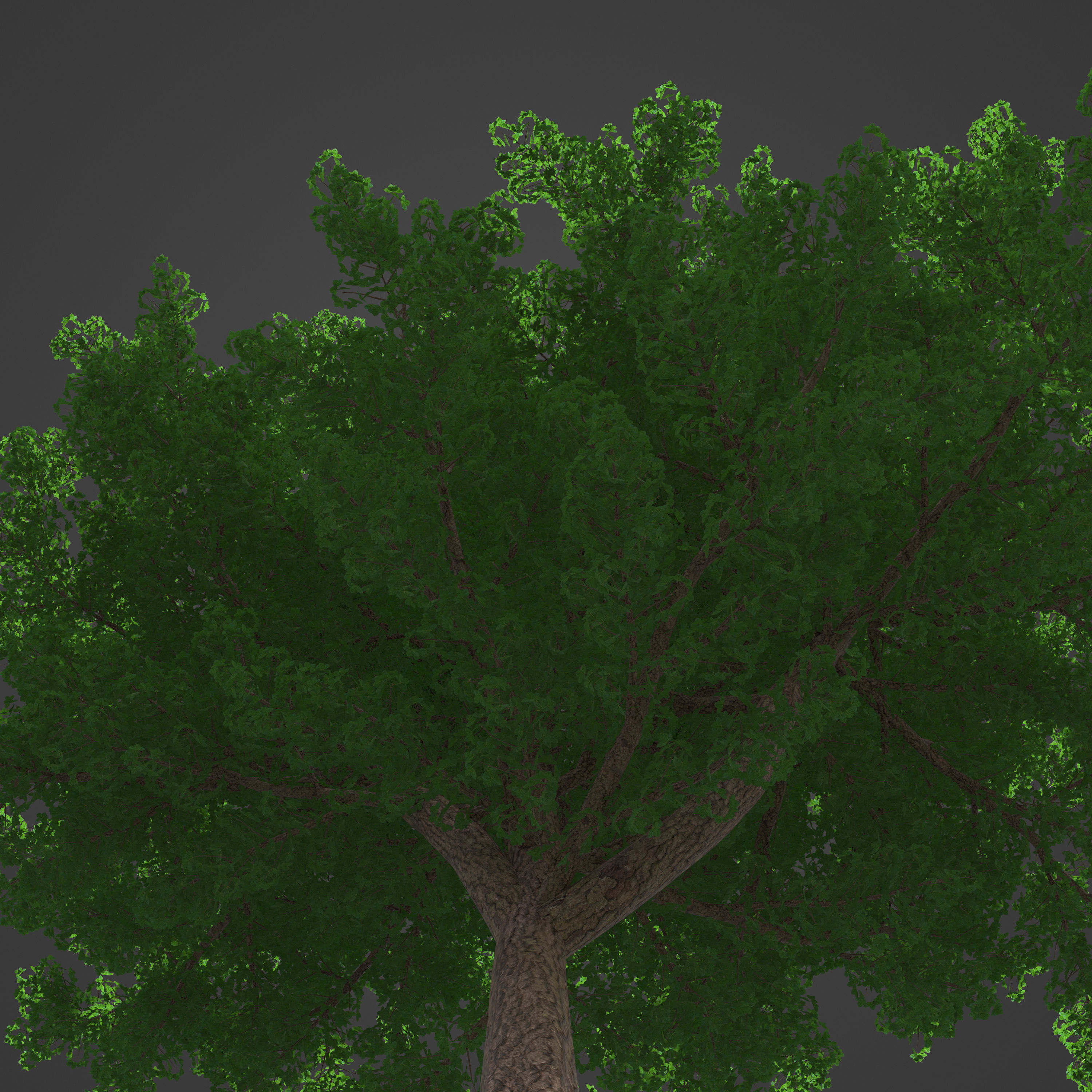 2021 PBR Montpelier Maple Collection - Acer Monspessulanum 3D model_8