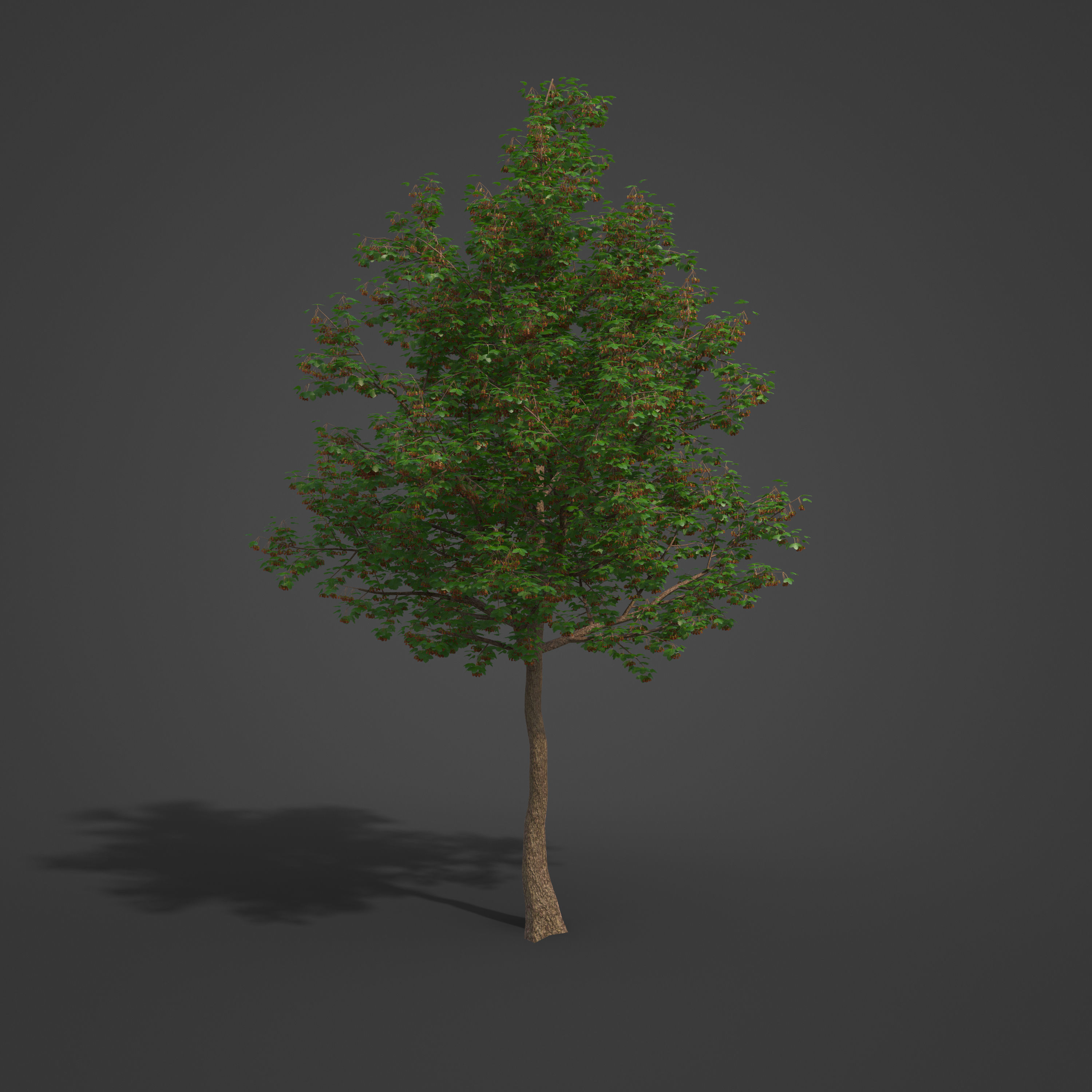 2021 PBR Montpelier Maple Collection - Acer Monspessulanum 3D model_5