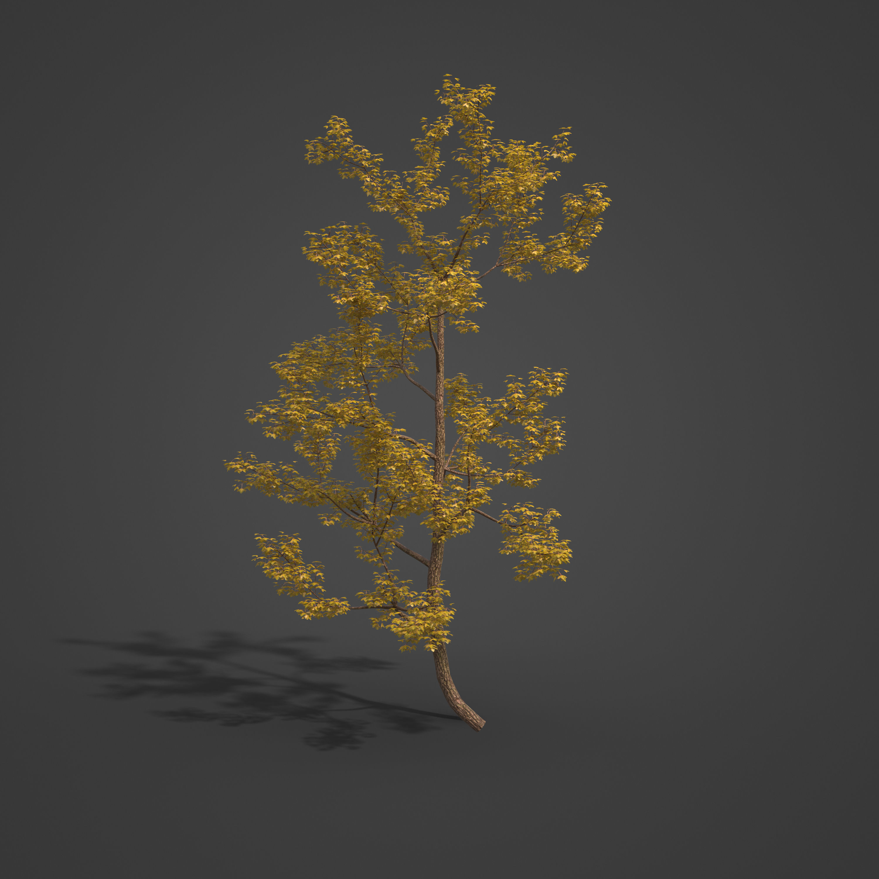 2021 PBR Montpelier Maple Collection - Acer Monspessulanum 3D model_4