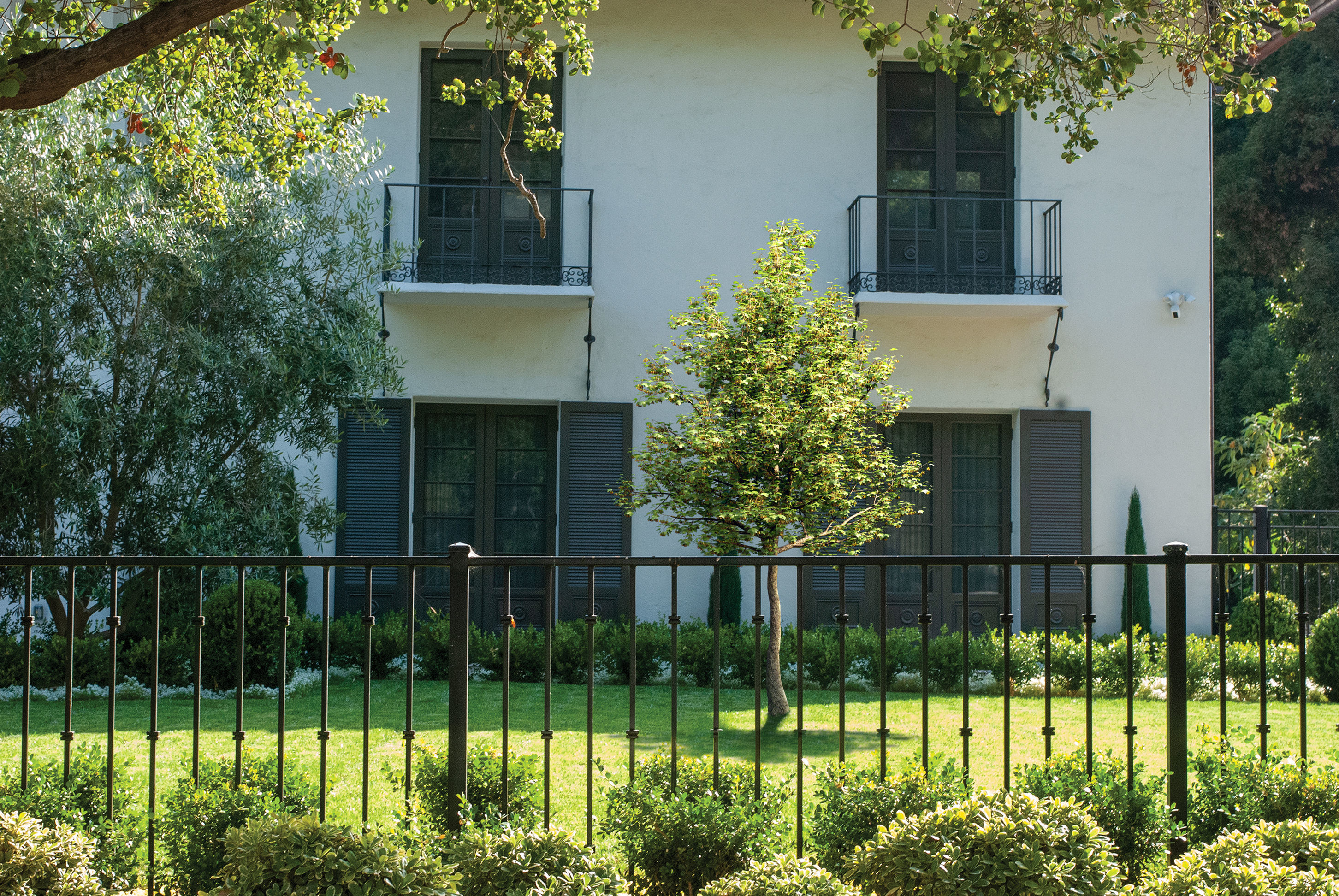 2021 PBR Montpelier Maple Collection - Acer Monspessulanum 3D model_2