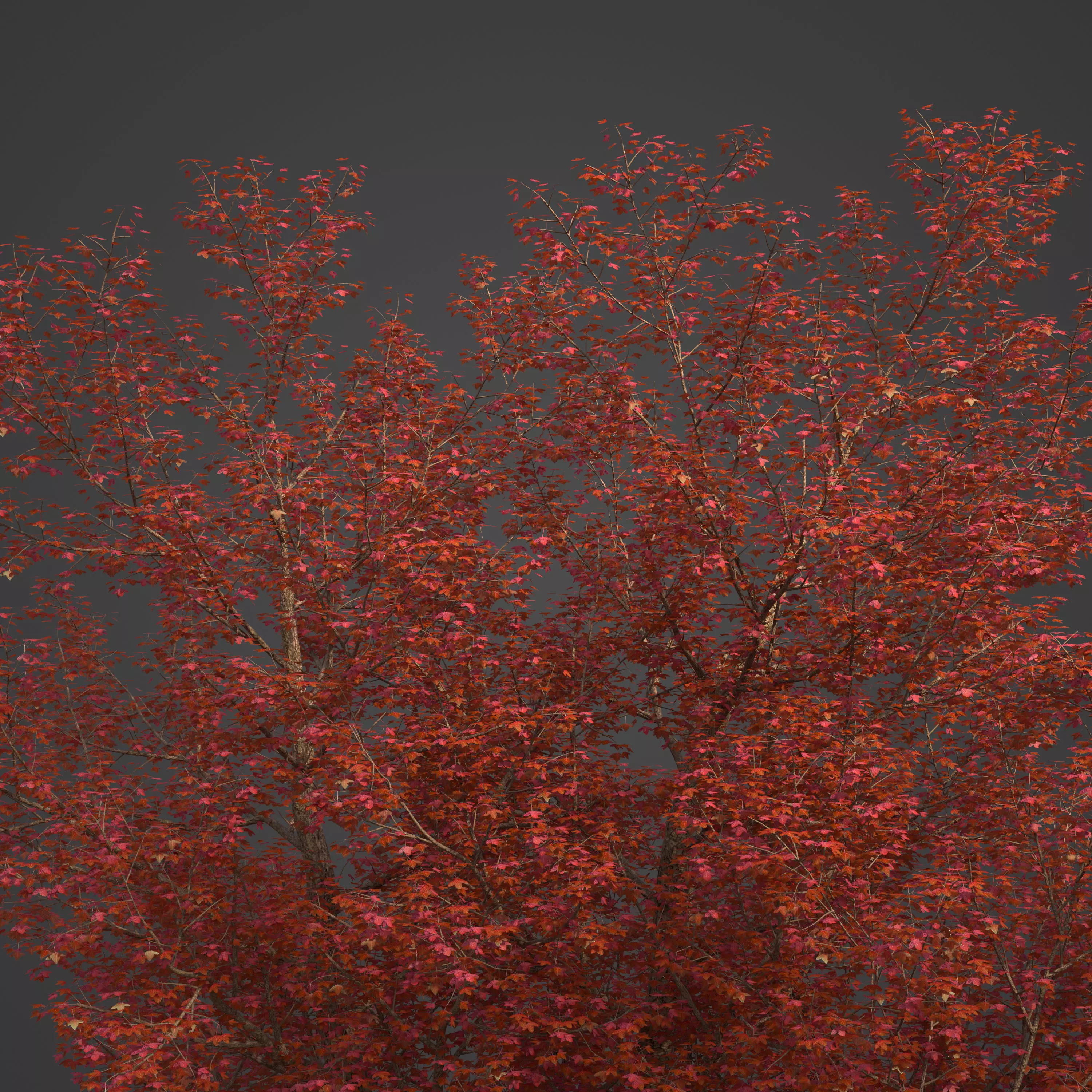 2021 PBR Montpelier Maple Collection - Acer Monspessulanum 3D model_0