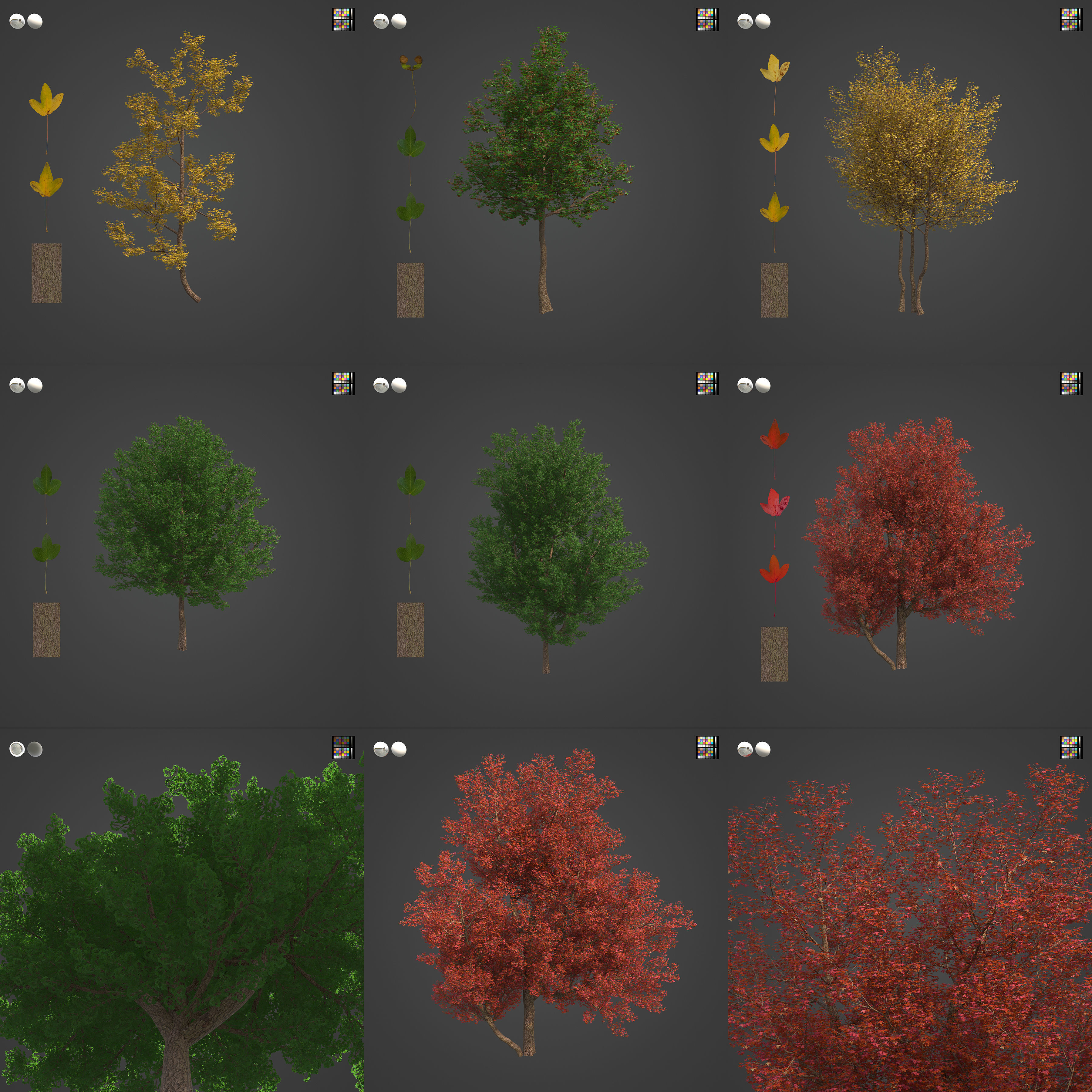 2021 PBR Montpelier Maple Collection - Acer Monspessulanum 3D model_3